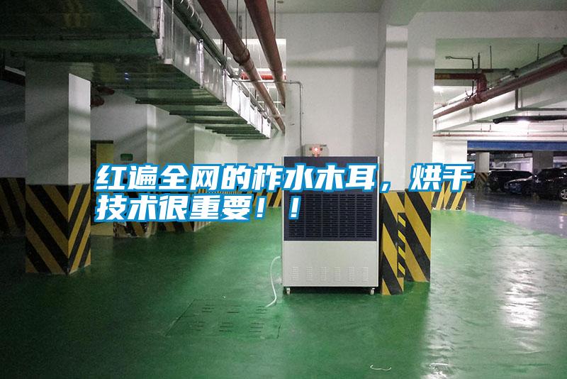 紅遍全網(wǎng)的柞水木耳,烘干技術(shù)很重要!!