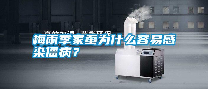 梅雨季家蠶為什么容易感染僵病?