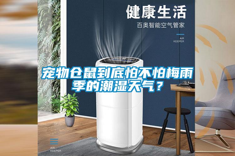 寵物倉鼠到底怕不怕梅雨季的潮濕天氣？