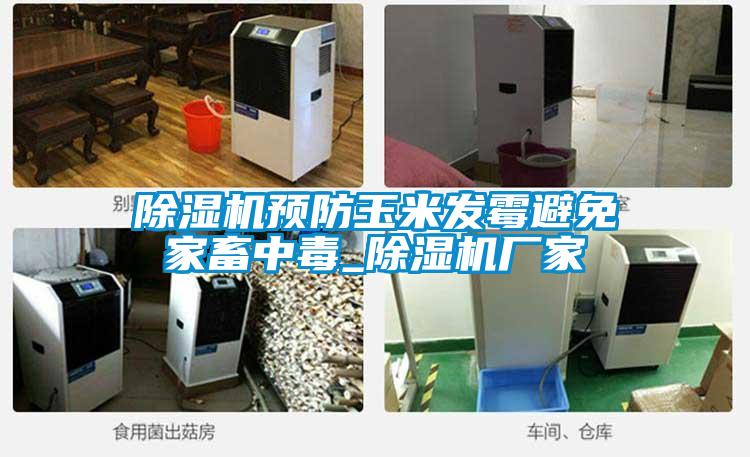 除濕機(jī)預(yù)防玉米發(fā)霉避免家畜中毒_除濕機(jī)廠家