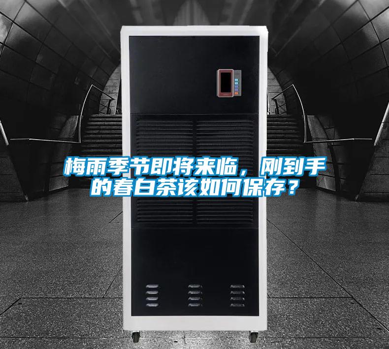 梅雨季節即將來臨，剛到手的春白茶該如何保存？