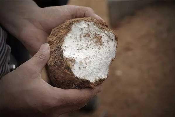 茯苓干燥易碎裂吸濕怎么辦？茯苓烘干機(jī)助力企業(yè)規(guī)?；a(chǎn)!